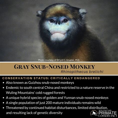 Gray Snub Nosed Monkey Rhinopithecus Brelichi New England Primate