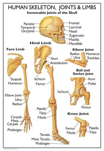 Long bones are mostly located in the appendicular skeleton and include bones in the short bones are about as long as they are wide. Skeletons and Human skeleton on Pinterest