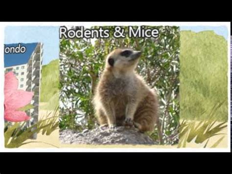 We pride ourselves on maintaining reasonable prices without sacrificing quality, integrity. Rodent Exterminator Hercules Ca - Mouse Busters Bros Pest ...