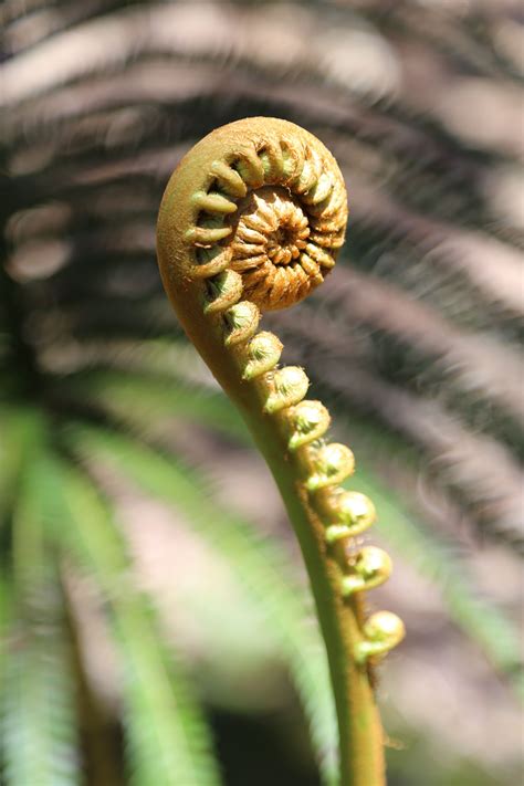 How To Propagate Hapu'u Fern | Home and Garden Reference
