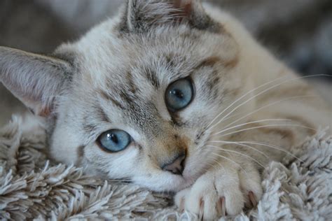 How Long Do Cats Live Cat Lifespan And Age Guide Vets Now