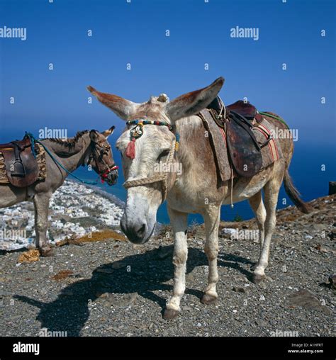 Donkey Santorini Greek Islands Greece Hellas Stock Photo Alamy