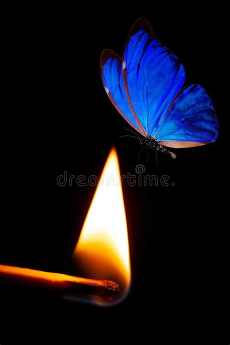 Blue Butterfly Flies On Fire Burning Match With A Blue Moth On A Black