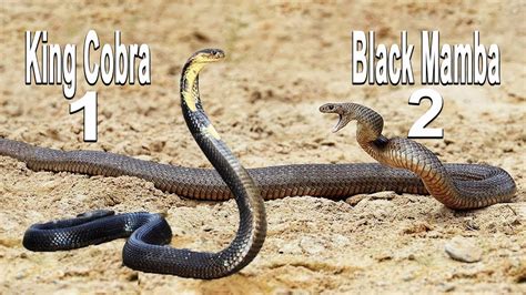 Black Mamba Snake Vs King Cobra