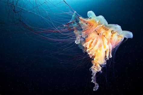 Cyanea Capillata Okhotsk Jellyfish Photography Underwater Creatures