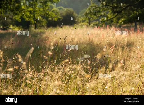 Mid Summer In An English Meadow With Tall Grasses Glowing In The Soft
