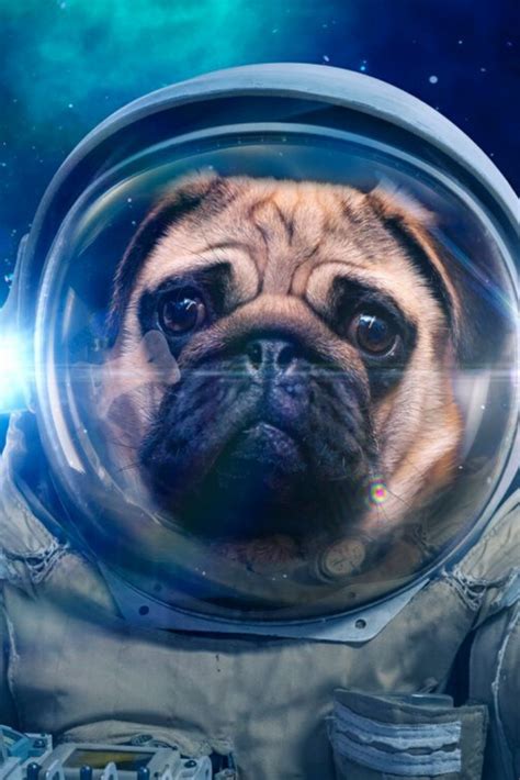 Space Dog In Space Suit Pug Pugs Cute Funny Animals Space Dog