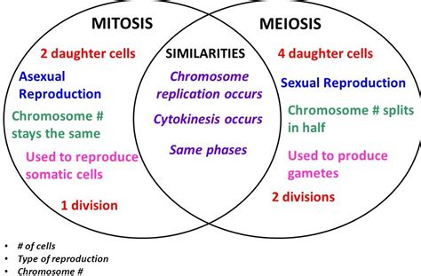 Meiosis Vs Mitosis Venn Diagram General Wiring Diagram Images And