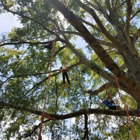 Practice Your Tree Climbing Technique At Panola Mountain State Park