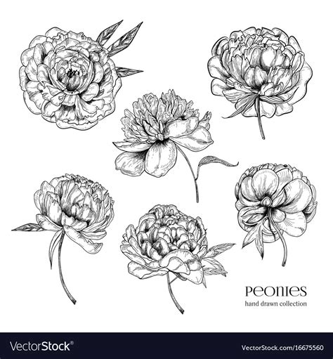 Beautiful Peonies Set Hand Drawn Detailed Blossom Vector Image