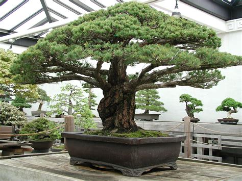 Nearly Year Old Bonsai Tree That Survived The Hiroshima Blast Bonsai Garden Indoor Bonsai