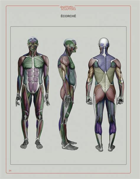 Anatomy For Sculptors Understanding The Human Form Uldis Zarins With