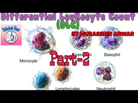 Blood tests are measured with a complete blood count (cbc). Differential Leukocytes Counts (DLC) Part-2 - YouTube