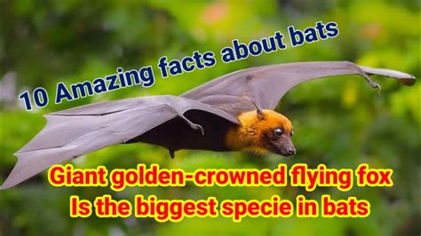10 Amazing Facts About Bats Youtube