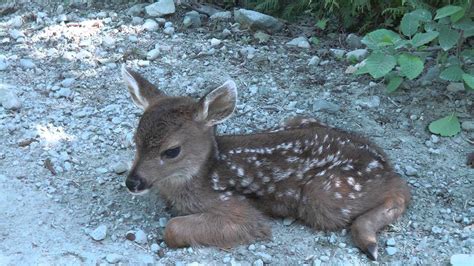 Click here for an id sheet on common birds in the phx area. Baby Deer calls Logger "Mom". - YouTube