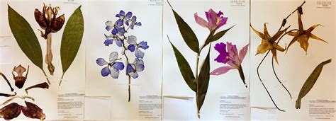 History of the Hyde Herbarium | University of Washington ...