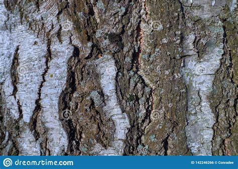 Tree Bark Texture On A Birch Tree Stock Photo Image Of