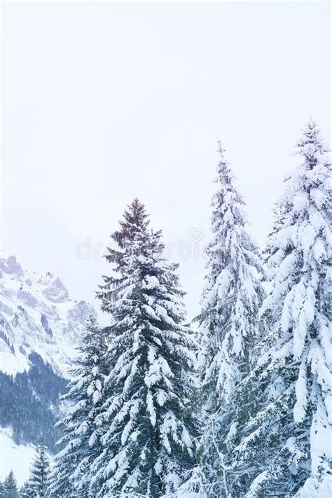 Beautiful Winter Landscape Snow Covered Fluffy Fir Trees Snowfall In