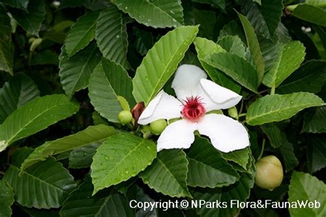 Nparks Dillenia Philippinensis