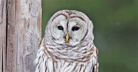 Stokes Birding Blog Famous Barred Owl