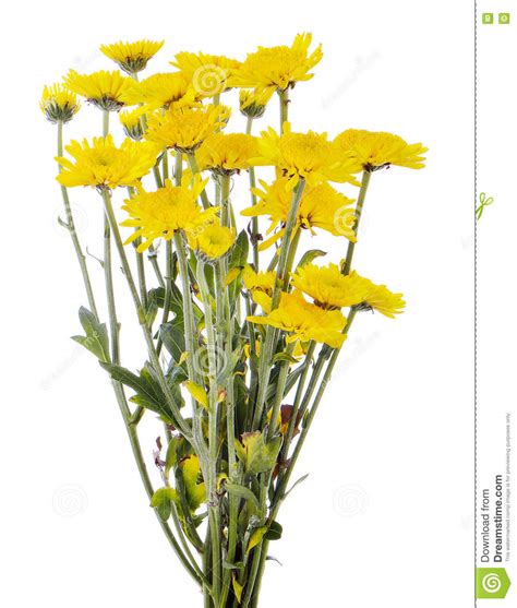 1 ottenimento 1.1 generazione naturale 1.2 rilasci 1.3 farina di ossa 1.4 biomi con fiori 1.4.1 gradienti dei fiori 2 utilizzo 2.1 navigazione 2.2 coltivazione 3. Fiore Giallo Della Margherita Della Gerbera Isolato Su Un ...