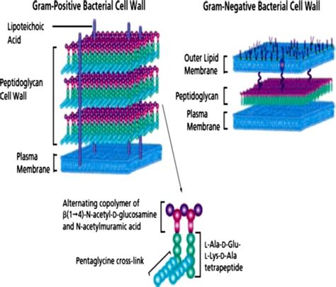 Structure Of Bacterial Cell Wall