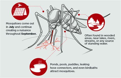 What Types Of Conditions Attract Mosquitoes Elevate Pest Control