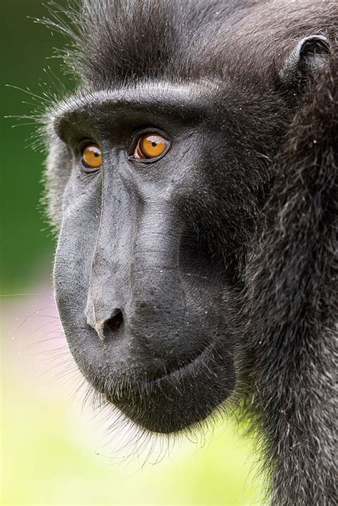 Macaco Negro Crestado Macaca Nigra Ferprigar
