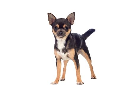 Premium Photo Funny Black Chihuahua With Big Ears