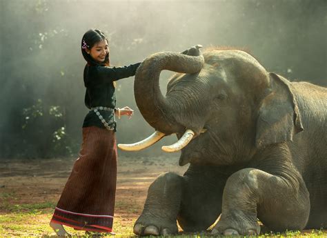 Girl And Elephant M9themes