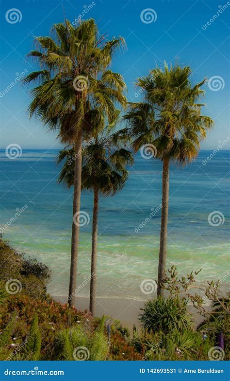 Palm Trees In Laguna Beach California Stock Image Image Of Coast