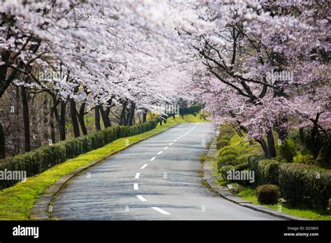 Cherry Blossom Arch Stock Photo Alamy
