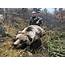 Alaska Grizzly Bear Hunts  Tyrrells Trails Hunting Outfitter