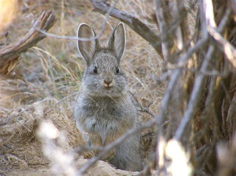 Pygmy Rabbit The Pygmy Rabbit Brachylagus Idahoensis Is Flickr