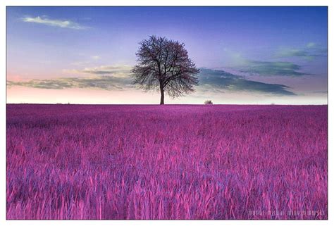 Lilac Fields Photography Natural Landmarks Outdoor