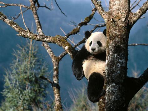 A Giant Panda And The Habitat China Tour Package