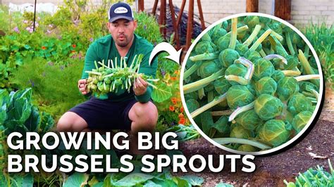 How To Grow Brussels Sprouts For Beginners Youtube