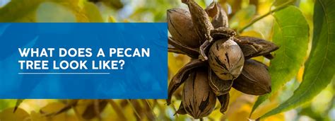 How A Pecan Tree Looks Like And How To Identify Them The Pecan Nation