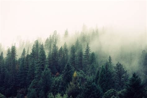 Foggy Pine Forest Free Photo
