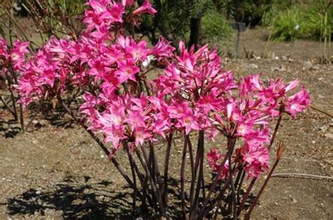 How To Grow Naked Lady Or Amaryllis Belladonna Hubpages