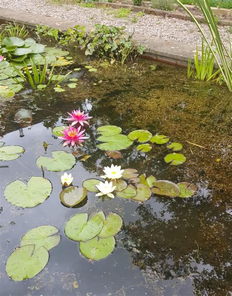 Are Water Lilies Difficult To Grow Merebrook Pond Plants