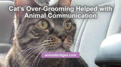 Cats Over Grooming Helped With Animal Communication