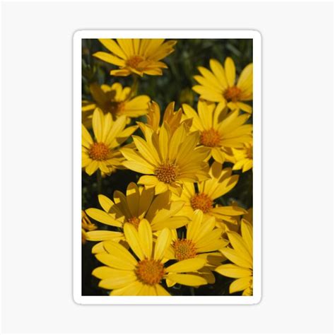 Beautiful Bright Yellow Daisies Sticker For Sale By Bubbleblue