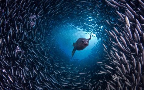Deep Sea Fish Bing Wallpaper View