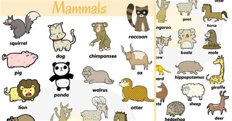 List Of Mammals In English Different Types Of Mammals With Pictures • 7esl