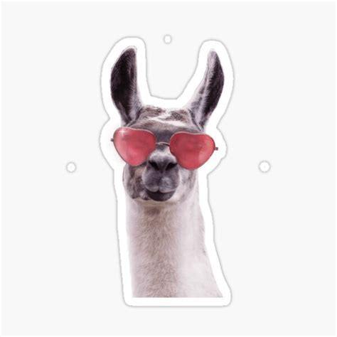 Llama Wearing Sunglasses Sticker By Shirtdan Redbubble