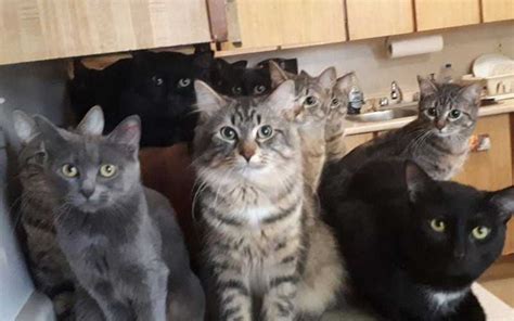 Organization working to provide care. ONG de gatos resgata mais de 100 felinos em casa no Canadá ...