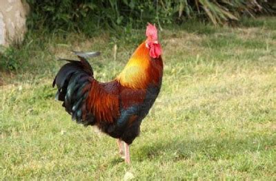 Kembali bicara tentang ayam, bagaimana anda menilainya? 7 Hewan Yang Menandakan Kehadiran Mahluk Halus | Fauna Gue