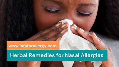What Are The Effective Herbal Remedies For Nasal Allergies