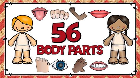 Partes Del Cuerpo En InglÉs Body Parts Parts Of The Body Youtube